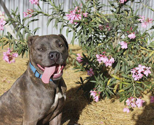 Chyna – Bulldog mix